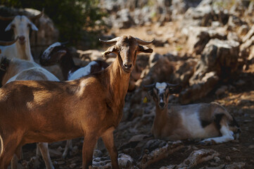 Brown Goat Standing Amidst Rocky Terrain With Other Goats Relaxing