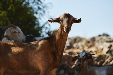 Portrait of a Goat in Natural Habitat Under Bright Daylight