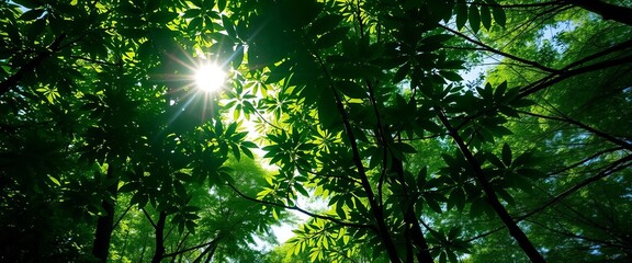 Obraz premium Lush green forest canopy, sunlight dappling through leaves, fresh, pristine