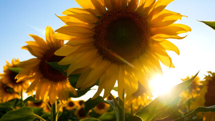 Vibrant field of blooming sunflowers stretches to the horizon under a clear blue sky. Oilseed crop in full bloom.