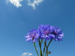 cornflower flowers against blue sky with clouds