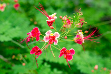 A close-up of a vibrant Pride of Barbados flower with red and yellow petals and long, graceful...