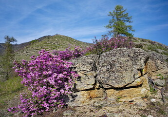 Russia. Mountain Altai. A flowering bush of Ledebur rhododendron (maralnik) on the slopes of the...