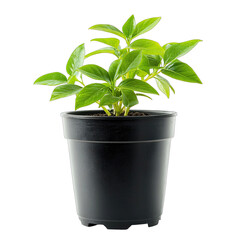 Obraz premium Lush green seedling in a small, matte black plastic pot, against a pure black background. The plant's leaves are vibrant and healthy
