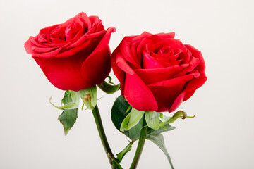 two red roses isolated on white background