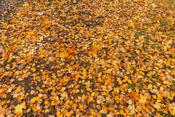 Colorful autumn leaves blanket the ground in a vibrant display of yellows, oranges, and browns, creating a picturesque scene of nature's seasonal transition and beauty, background
