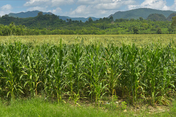 Corn fields in the countryside