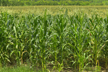 Corn fields in the countryside