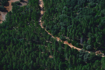 Aerial View of Lush Green Forest with Path in Daylight