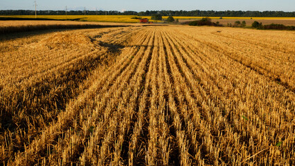 Mowed wheat field. In the distance, you can see harvesters driving through the field. Harvesting ripe wheat.