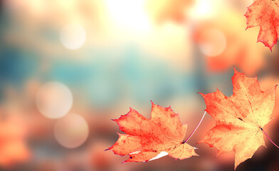 Autumn leaves on the fall blurred background .