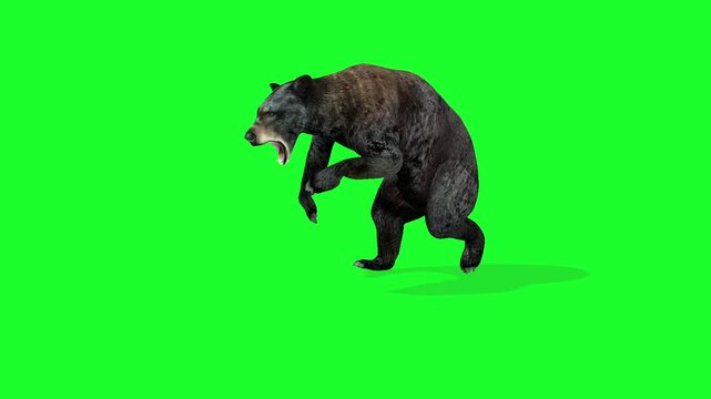 Bear Run and attack Green Screen