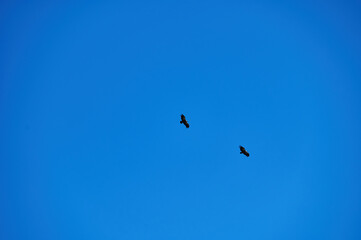 Two Majestic Birds Gliding in a Clear Blue Sky Capturing Freedom and Nature's Beauty