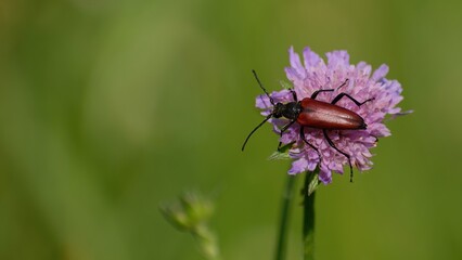 leptura beetle sits in a field in summer on a flower