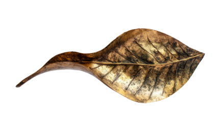Artistic metal leaf sculpture background isolated on a Transparent background, PNG file.