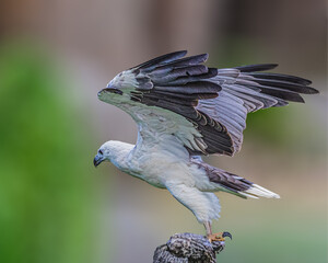 White Belly Sea Eagle