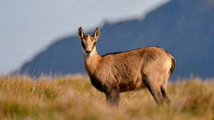 A Chamois Stands Tall in a Mountain Meadow Against a Hazy Mountain Backdrop