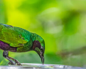 A Emerald Starling