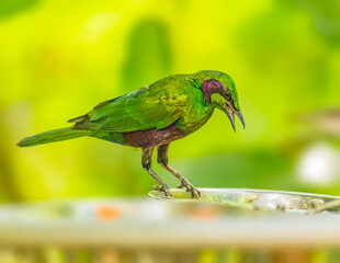 A Emerald Starling