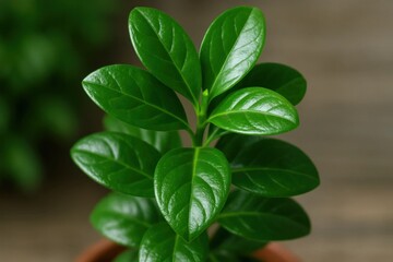 Fototapeta premium A Close-Up of a Lush Green Leafy Plant in a Cozy Corner