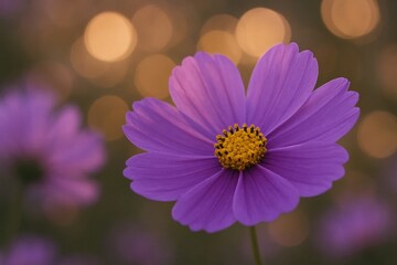 Obraz premium Amidst a hazy backdrop of purple blossoms, a single vibrant purple flower stands out, its yellow center drawing the eye with its radiant beauty