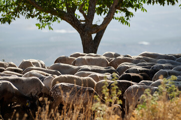 A Flock of Sheep Grazing Under a Tree in a Tranquil Landscape