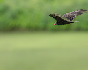 A Turkey Vulture