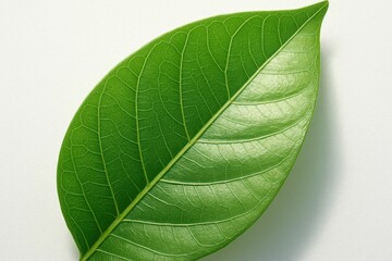 Obraz premium A Close-Up of a Lush Green Leaf on a White Background
