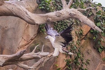 White Belly Sea Eagle