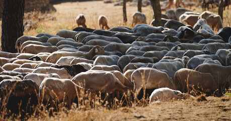 Peaceful Grazing Herd of Sheep in a Natural Pastoral Landscape