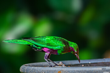 A Emerald Starling