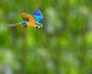 A Blue Macaw