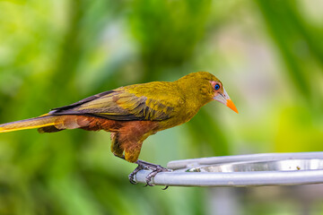 A Olive Oropendola