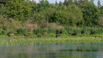 A herd of wild boars with their young eat green grass in summer on a forest pond.