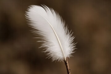 A Close-Up of a Feather's Delicate Whisper