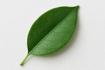 A Lone Green Leaf Against a White Background