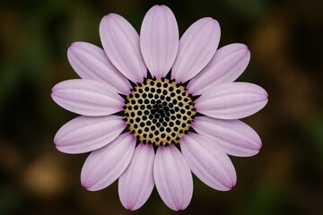 Obraz premium A solitary daisy stands out against a blurred backdrop, its delicate petals reaching towards the light