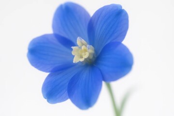 A solitary blue flower stands out against a pure white background, its vibrant petals reaching towards the light
