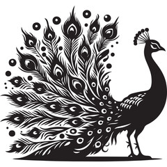 A beautiful peacock vector silhouette