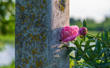 pink peony flowers on a cement pole .