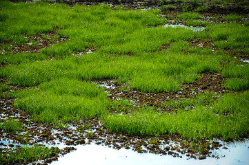 Yala Nationalpark swamps in Sri Lanka