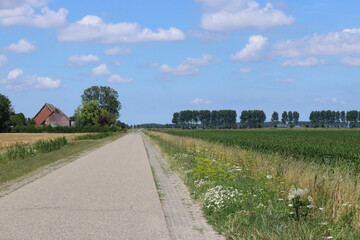 a beautiful rural landscape with a country road between green field with crops and a colorful verge with wild flowers and a blue sky with clouds in summer in Holland