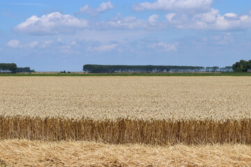 a beautiful ripe grain field with ripe yellow plants and a blue sky with clouds in the dutch countryside in summer