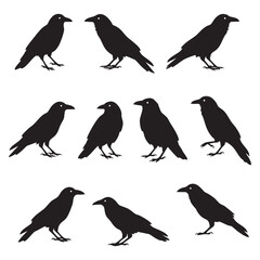 Fototapeta premium Collection of black raven silhouettes standing and flying isolated on white background silhouette