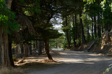 Secluded Forest Pathway Surrounded by Tall Trees and Nature
