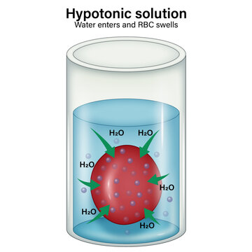 Hypotonic Solution Effect on Red Blood Cell &ndash; Water Influx and Cell Swelling Vector