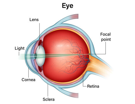 Normal Human Eye Anatomy &ndash; Labeled Cross-Section Medical Vector