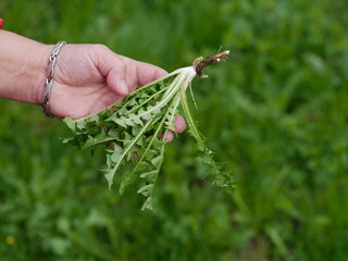 Person is holding a plant with a stem that is brown and has a few leaves