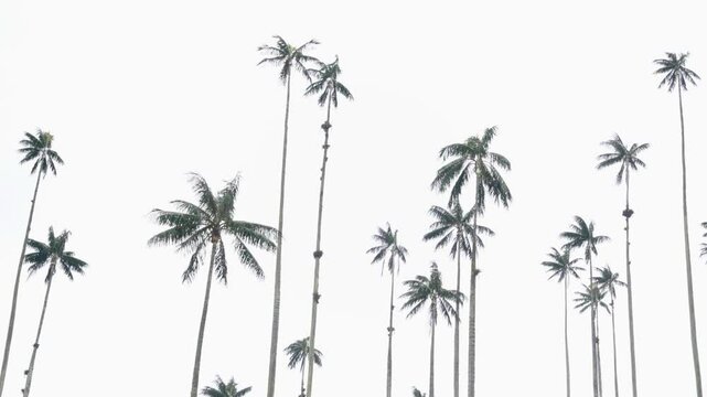 Cluster of towering wax palms standing tall under a cloudy sky, typical of Colombia's Cocora Valley.