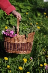 Person is holding a basket full of flowers and herbs in a field